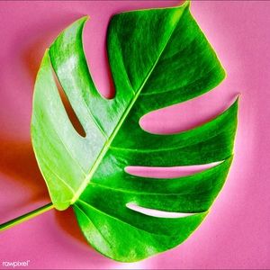 Meet your Posher, Raven